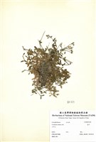 藏品(卷耳)的圖片